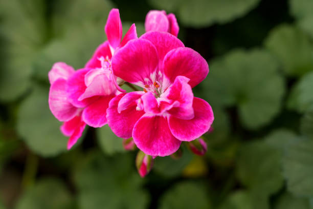 istock Close-up of red geranium flowers in bloom 2193507467