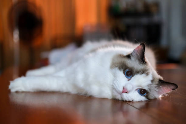 istock Cute Ragdoll cat lying on the wooden floor, looking into the camera 2193507547