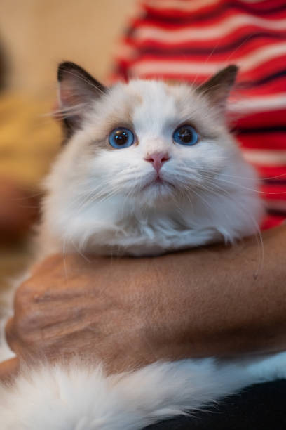 istock Cute, small Ragdoll cat being held by its owner. 4 months old 2193507548
