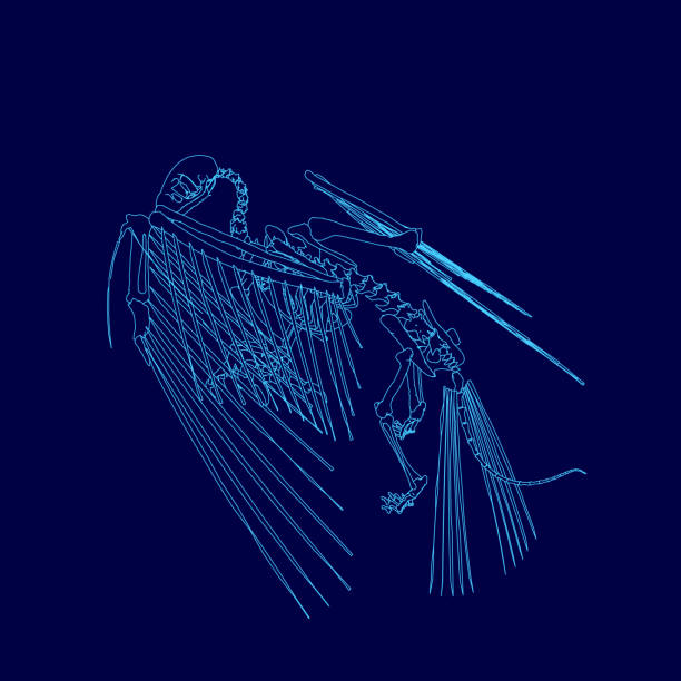 Blue image of a skeleton with a wing. The skeleton is shown in a blue color scheme