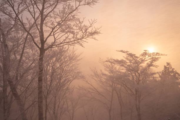 istock Hoarfrost forest turns orange in the morning glow 2193509741