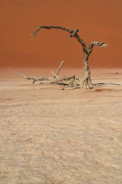 Beautiful trees in the Namib Desert - Namibia