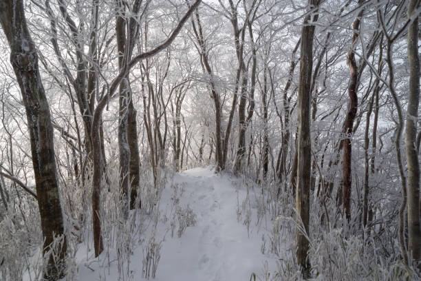 Walking through a frosty, snowy forest