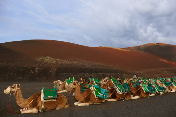 istock Dromedaries, Timanfaya National Park, Lanzarote, Canary Islands 2193510404