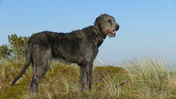 istock Big Irish Wolfhound on the top of a dune 2193511004