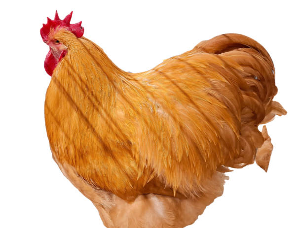 istock Yellow Orpington hen isolated on white 2193511110