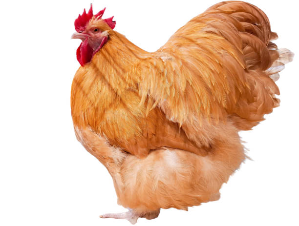 istock Yellow Orpington hen isolated on white 2193511118