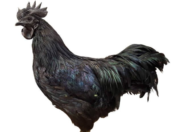 850+ Gallus Gallus Domesticus Stock Photos and Royalty-Free