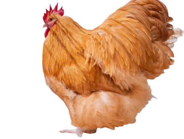 istock Yellow Orpington hen isolated on white 2193511317