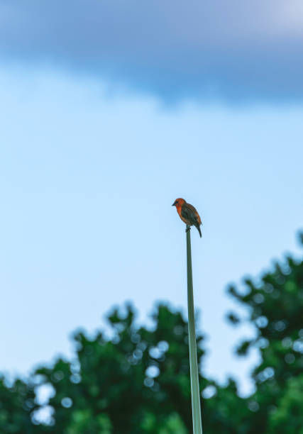 Beautiful Red Cardinal Fody On His Lookout - Seen On Mahe Island, Seychelles