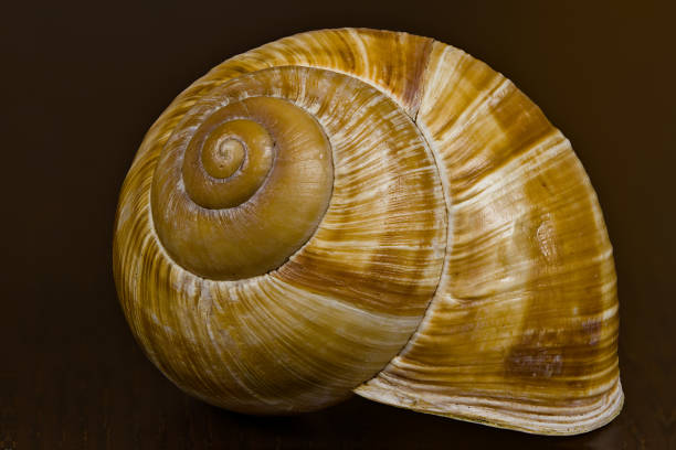 A small snail shell, its spiral form worn smooth by time. Light touches the curved surface, bringing out soft lines and muted color. The shell sits alone.
