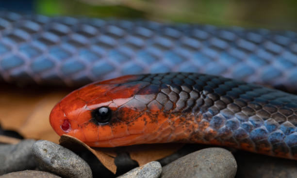 istock Blue coral snake, Calliophis bivirgatus 2193516058