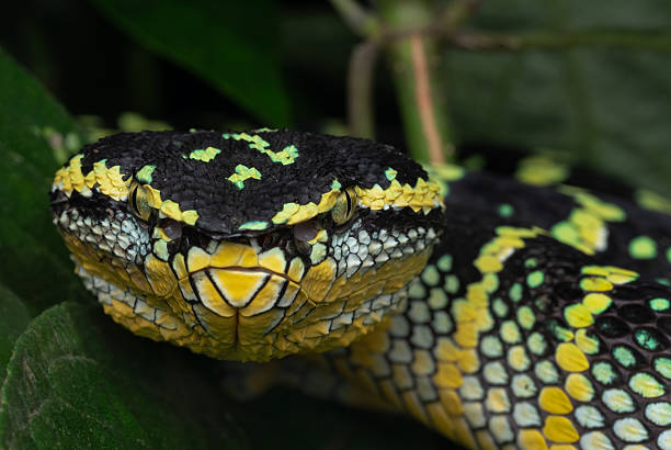 istock Wagler's pit viper, female 2193516065