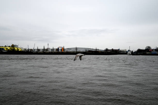 Seagulls at the Hamburg Harbour in front of cranes
