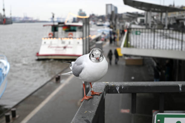 istock Seagulls at the Hamburg Harbour 2193516170