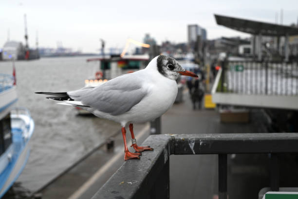 Seagulls at the Hamburg Harbour