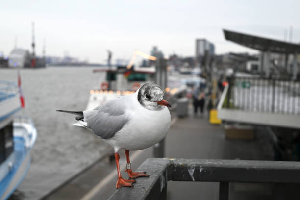 Seagulls at the Hamburg Harbour