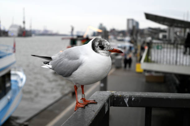 Seagulls at the Hamburg Harbour