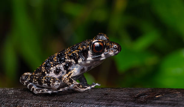 istock Frog- Pulchrana sp. 2193516229