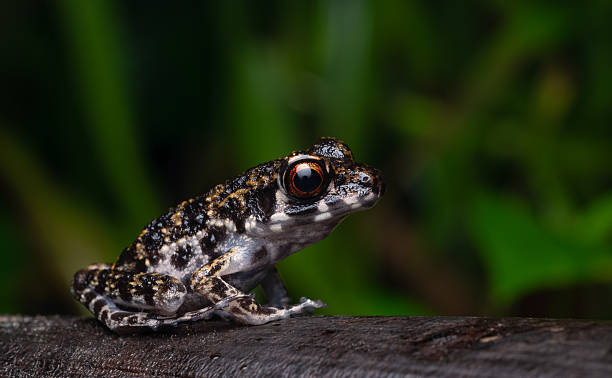 istock Frog- Pulchrana sp. 2193516230