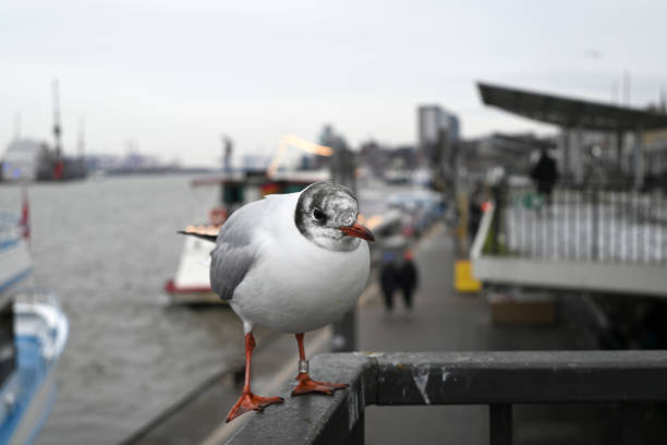 Seagulls at the Hamburg Harbour