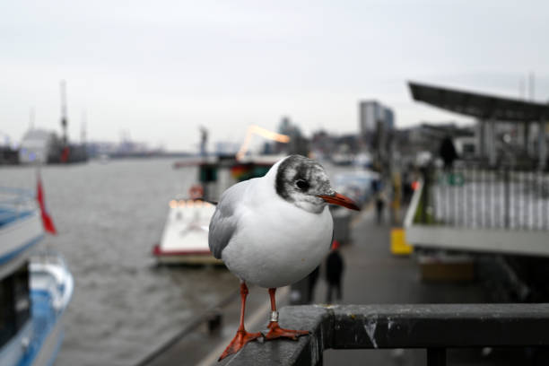 Seagulls at the Hamburg Harbour
