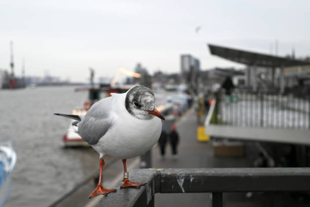 Seagulls at the Hamburg Harbour