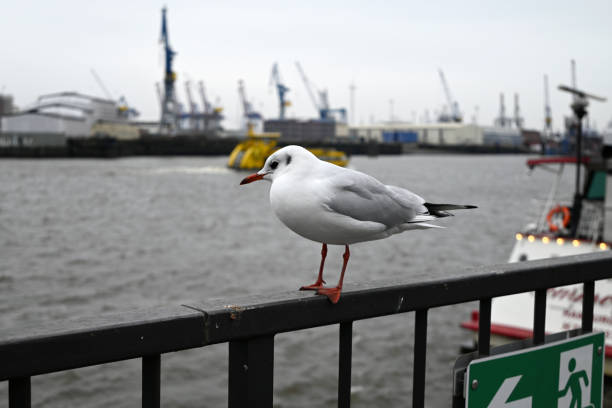 Seagulls at the Hamburg Harbour