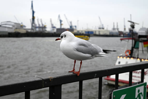 Seagulls at the Hamburg Harbour