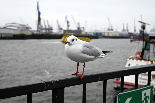 Seagulls at the Hamburg Harbour