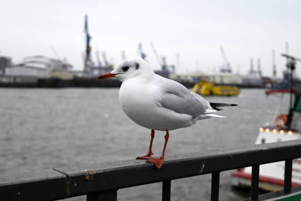 Seagulls at the Hamburg Harbour