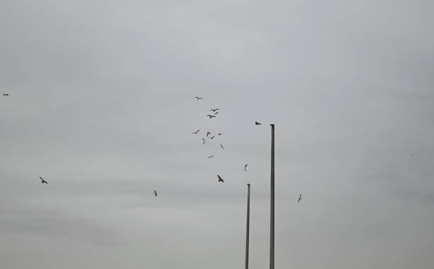 istock Seagulls at the Hamburg Harbour 2193516291