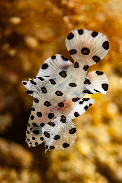 closeup of a panther grouper, white with black spotter tropical fish, exotic pet from the indo-pacific ocean