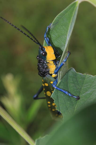 istock grasshopper on the green leaf 2193517999
