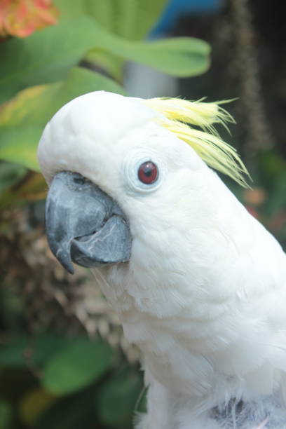 istock close up photo of parrot 2193518562