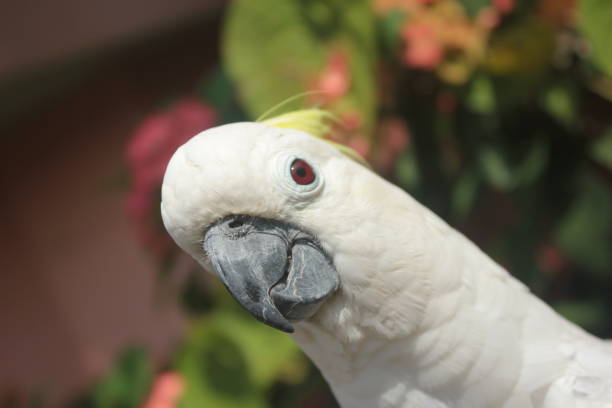 istock close up photo of parrot 2193519937