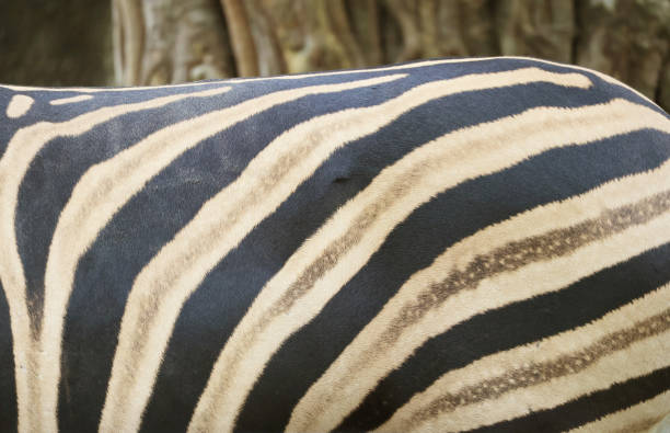 Beautiful Patterns of Plains Zebra Striped Coat