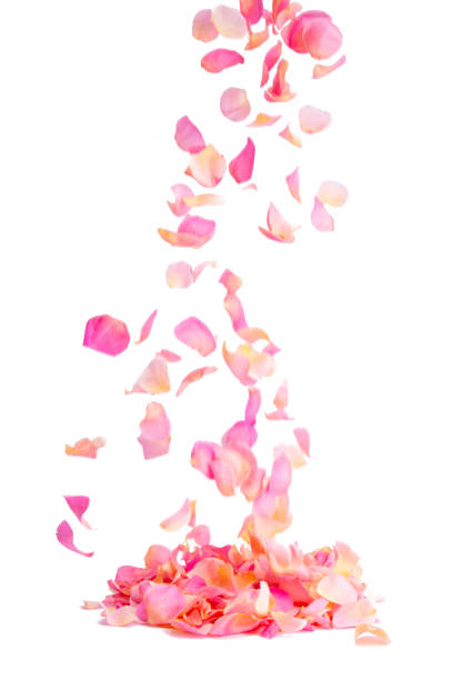 istock background of pink rose petals 2193522494