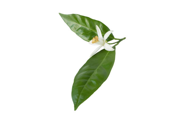 istock Orange tree bloom or neroli flower with leaves isolated on white. 2193522647