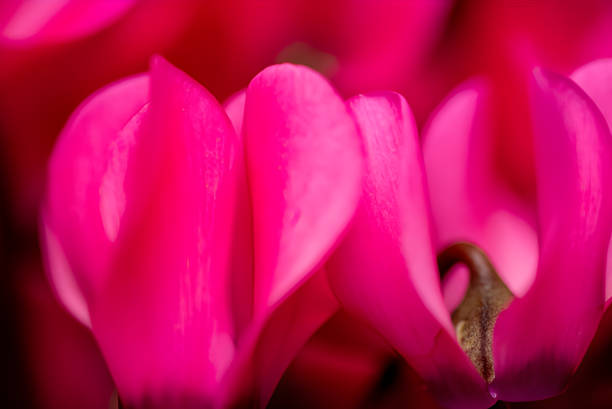 The splendor and vibrant colors of a cyclamen flower; Cyclamen Persicum
