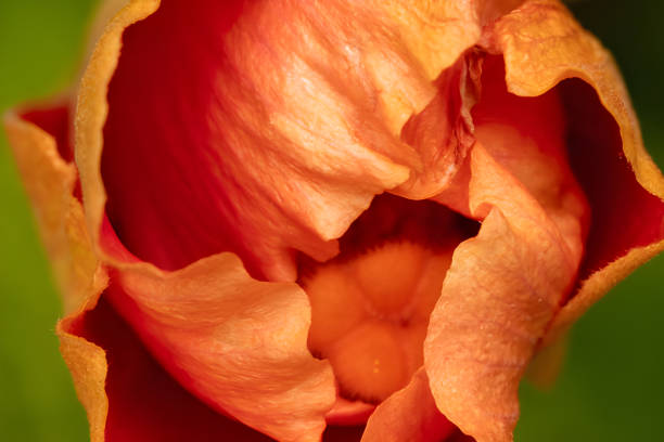 Macro photograph of an orange flower bud unfurling its delicate petals