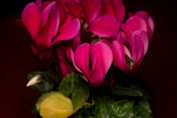 Focus on flower