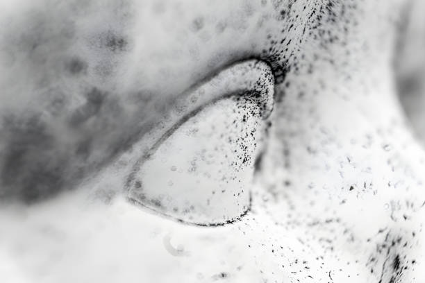 Close-up of mold spores colonizing a food surface, highlighting the process of decay and contamination