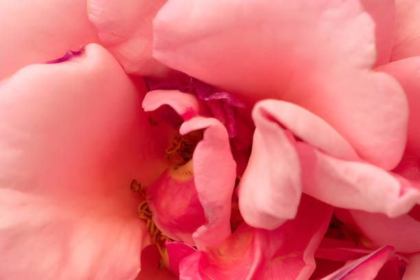 Blurred motion view of colourful petals on rose flower