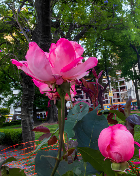 Pink roses blooming in an urban park, offering a vibrant contrast to the city backdrop