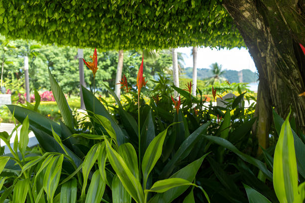 Heliconia flowers add a splash of color to a tropical garden shaded by a leafy canopy