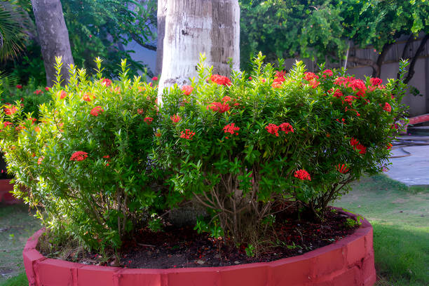 Lush green ixora coccinea plant with vibrant red flowers encircling the base of a palm tree in a tropical garden