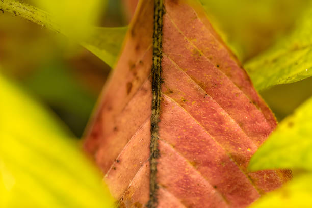 Close up of a red leaf during the autumn season, showing its veins and texture