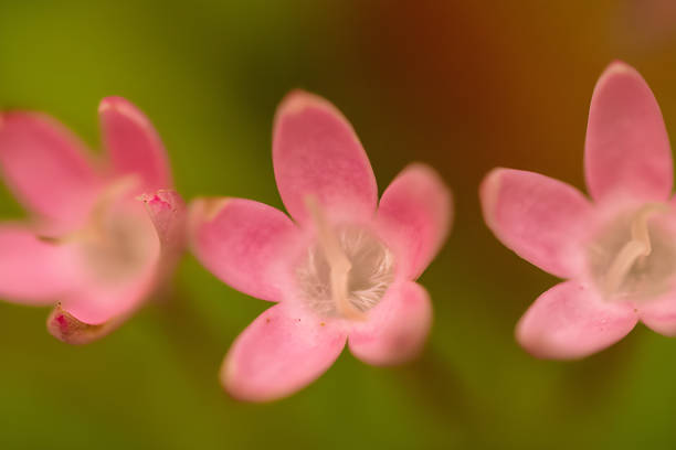 Macro photography capturing the delicate beauty of pink flowers blooming, with a soft focus effect