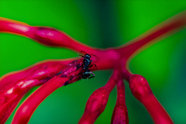 Close-up of a black ant exploring a vibrant pink flower against a striking green background